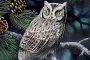 owl-6